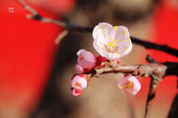 桃花花红来杏花花白!