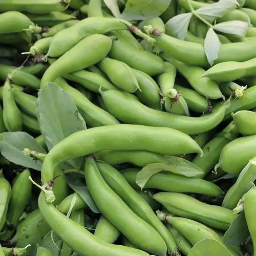 新鲜蚕豆胡豆5斤农家自种带壳罗汉豆荚现摘现发 速冻蚕豆米3斤【图片