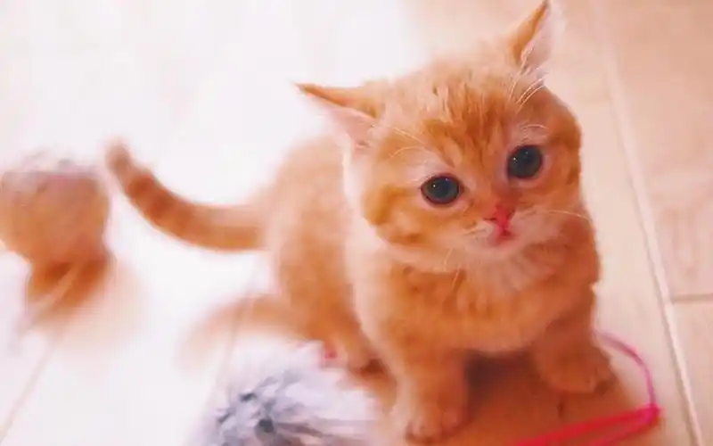 粉嫩可爱的小奶猫高清手机壁纸,动物壁纸,唯美,可爱,高清,猫咪,宠物