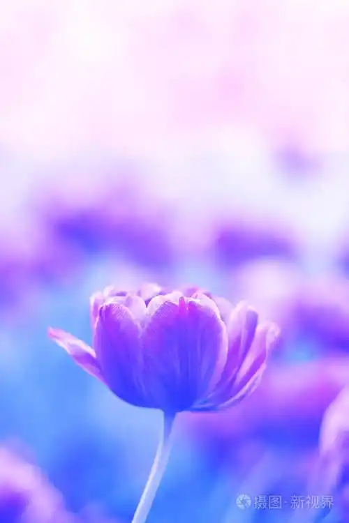 柔和的紫色郁金香花在模糊的蓝色背景上