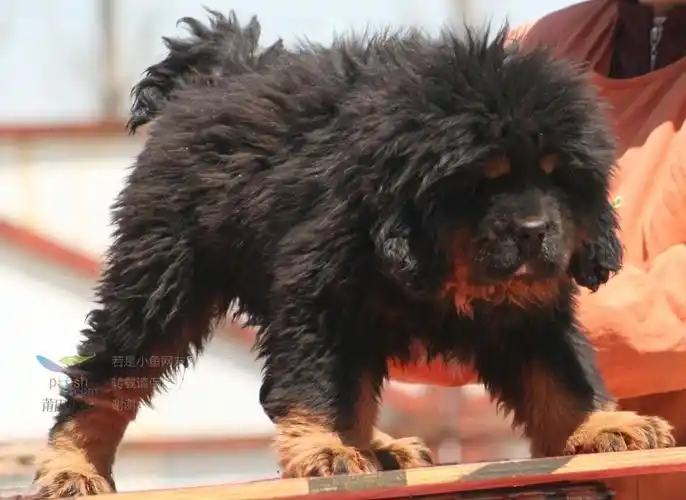 忠义藏獒精舍精品幼獒展示—欢迎评鉴