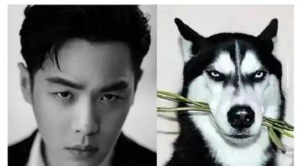 10位像动物的明星,王一博肖战还能忍,看到易烊千玺:简直是神似