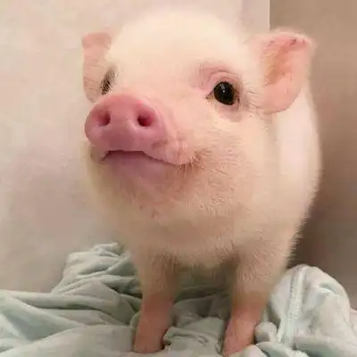 超萌猪头像可爱图片 最近很火的猪的图片 第9张