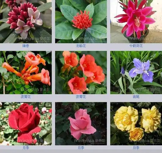 转百花图谱很齐且每种花都标有花名爱花者值得收藏