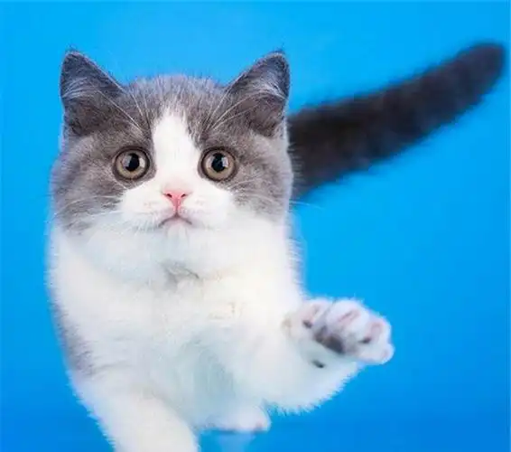 遵义本地自家繁殖英短美短 短毛猫咪 可送货上门请您—遵义蓝猫