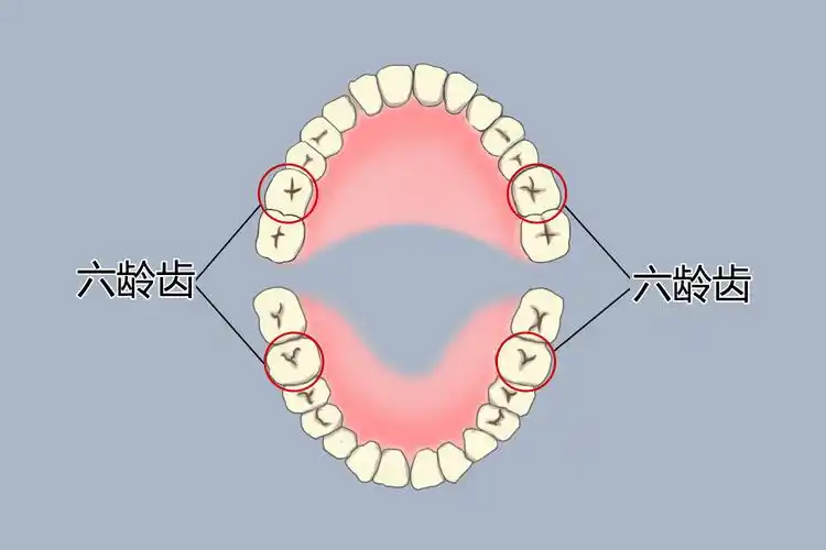 儿童第一恒磨牙位置图