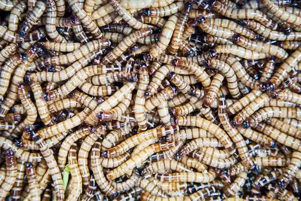 大麦虫钓鱼怎样挂钩