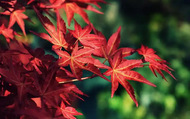从明天开始,会好运连连,能活出精彩,让人羡慕的三大生肖