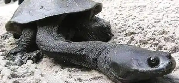 诡异的生物,至今也解释不清楚,为什么会长得如此"恐怖"