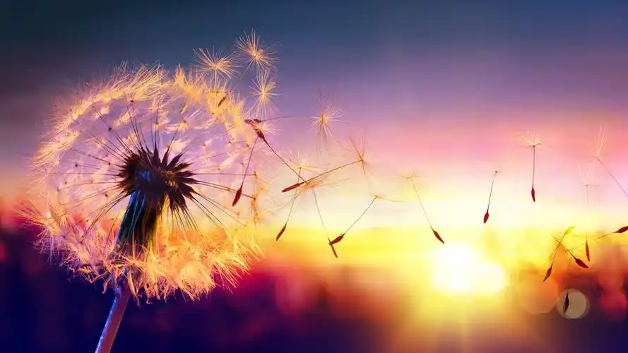 壁纸 蒲公英,种子,风,夕阳,美丽的自然景观