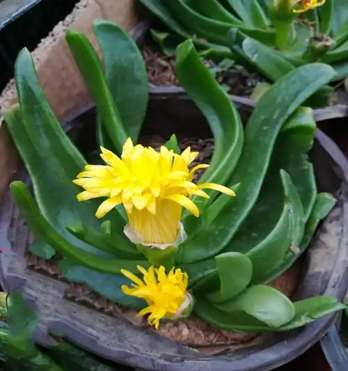 佛手掌花卉 佛手掌佛手托金舌叶花喜欢水的多肉植物双色花变色花卉z3