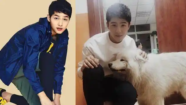 刘昊然撞脸宋仲基算什么?全方位撞脸柴犬才是真的神了