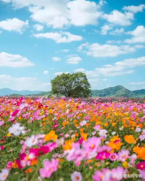 把春天的美留住,春天风景照片,按照这6点拍摄