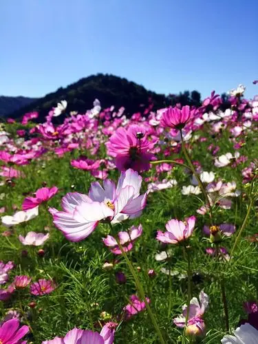 十一逛昌平七孔桥花海依旧迷人