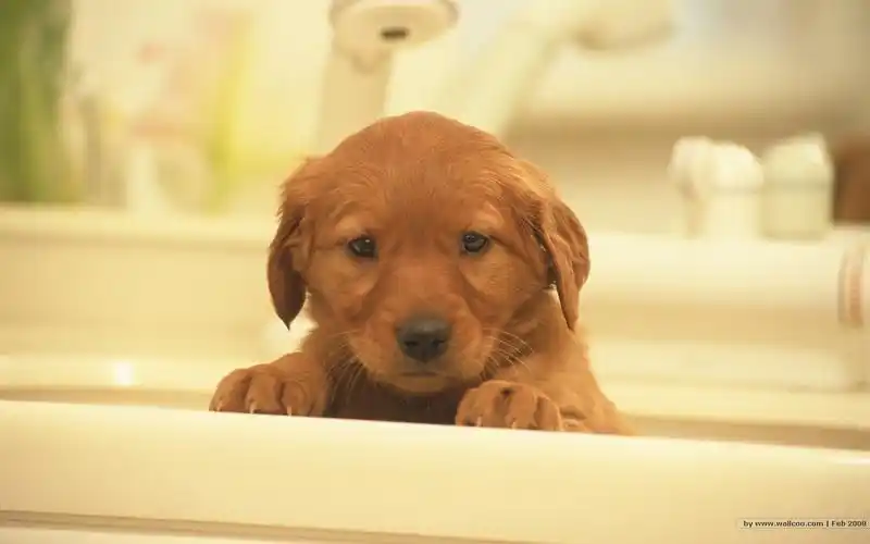 > 超级可爱猫咪萌照壁纸(1024×768)