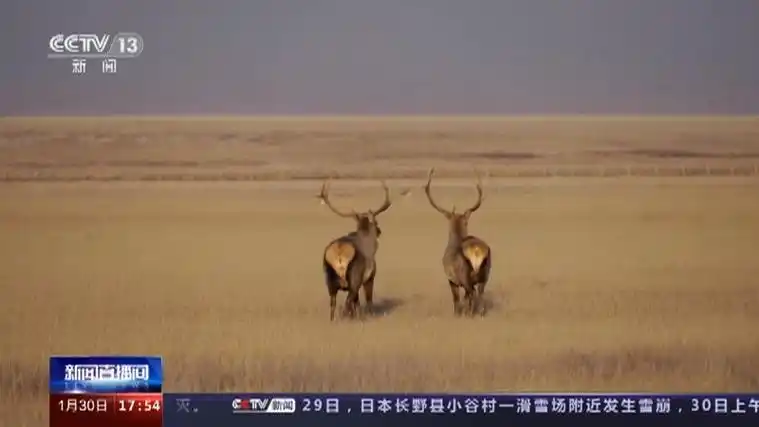 [新闻直播间]内蒙古 三百多只野生马鹿现身边境草原
