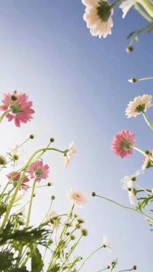 小雏菊清新摄影iphone壁纸,高清图片,手机锁屏桌面-壁纸族