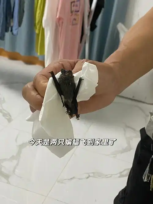 今天家里又飞进里两只蝙蝠