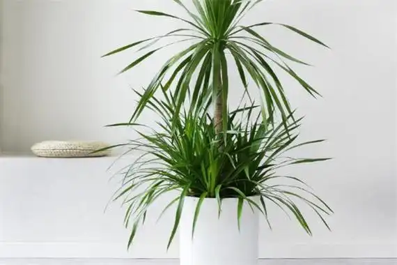 3,注意卧室摆放龙须树放置在客厅不仅不会破财,反而