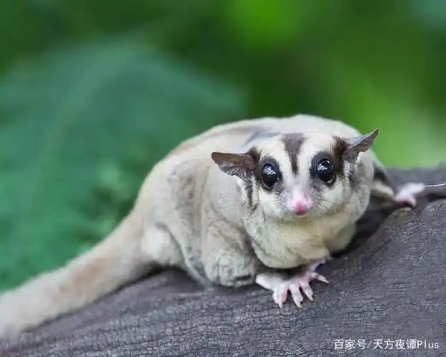 世界上最呆萌的十种动物,谁才是萌主?
