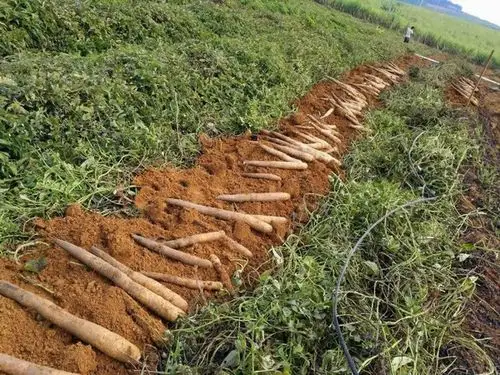 山药培育的科学管理