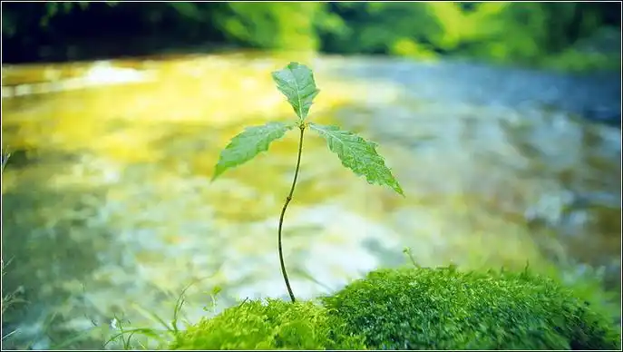 【唯美摄影】破土而出的希望!