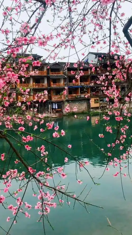 桃花朵朵开!梦里水乡美