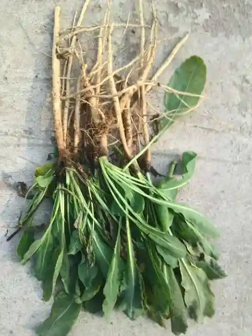 p data-id="gnstpkzt17">板蓝根是多种植物的别称,如马蓝属植物板蓝