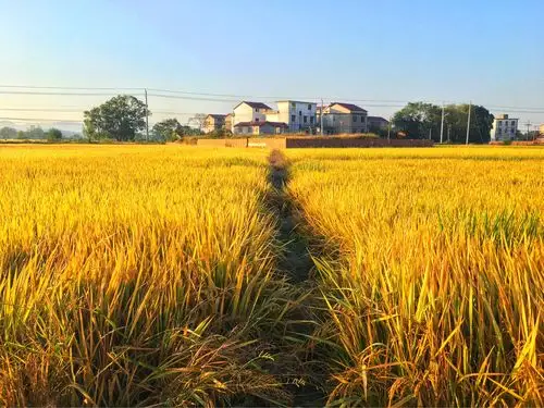 稻香(手机拍摄原创)