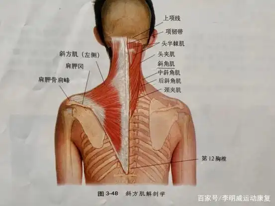 大部分人斜方肌紧张总被误认为是颈椎病!