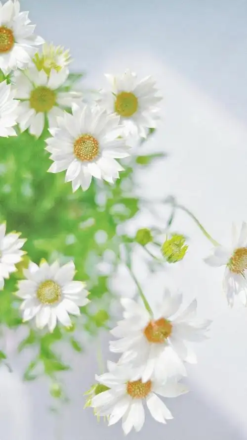 清新淡雅小雏菊微距摄影,高清图片,手机锁屏桌面-壁纸族