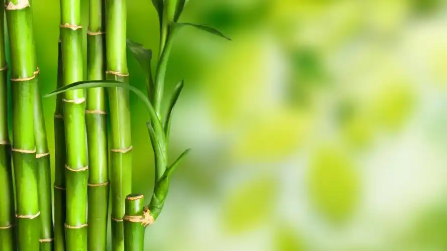 雁兰小仙女元气壁纸>电脑静态壁纸>电脑小清新静态壁纸>护眼 竹子绿色