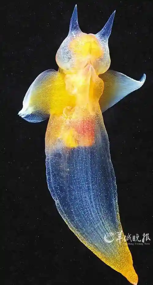 盘点自然界中奇特美丽的透明生物