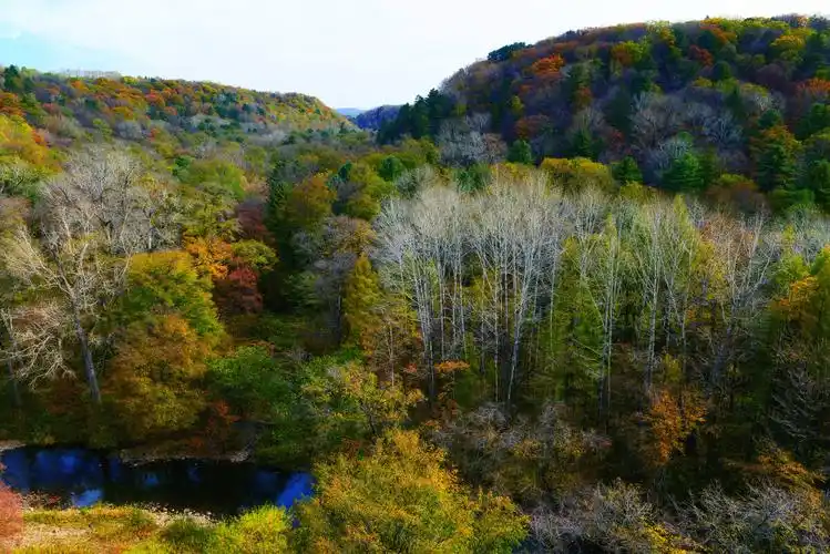 长白山1多彩森林