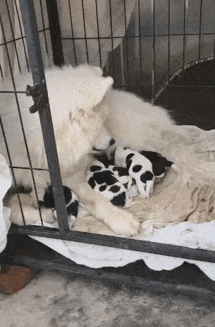 狗狗怀孕,虽然自己的大宝贝"喜提贵子",但小小狗的颜色却让主人犯了难