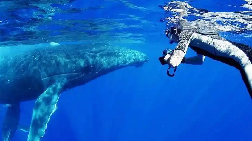 食物_浮游生物_鲸鱼