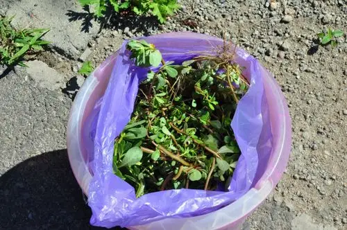 瓜子菜可以生吃吗