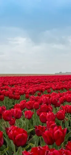 唯美花卉郁金香摄影手机壁纸