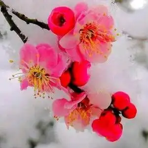 傲雪寒梅的主页 - 抖音