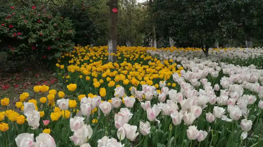 其它 姑苏春景图 写美篇春天百花齐放,是最烂漫的季