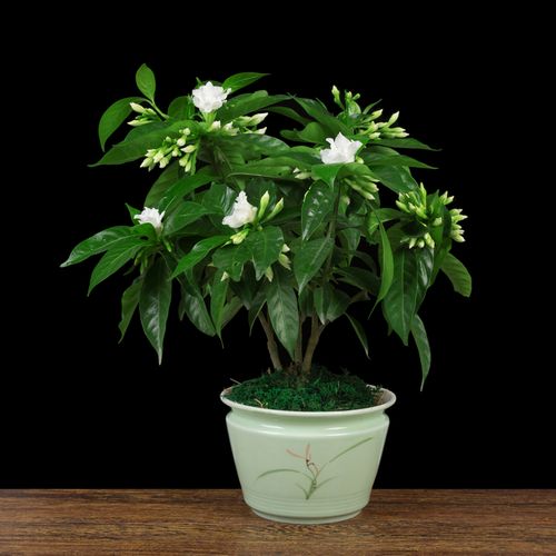 丁香花盆栽室内外阳台庭院花卉绿植四季花卉