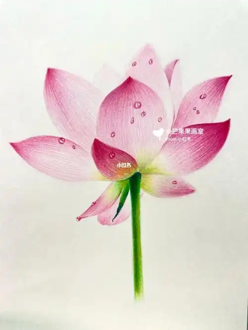 彩铅花卉0基础入门步骤