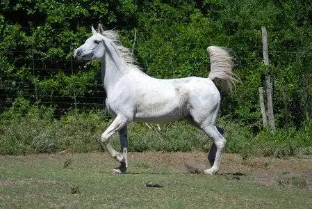 白马表演骑马游泳年轻漂亮的阿帕鲁萨赛马灰马一位皮肤干净,皮肤发蓝