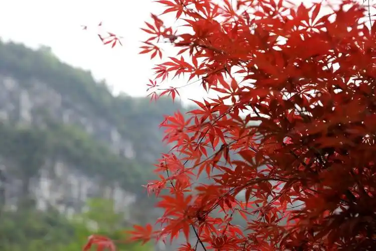 恩施鹤峰四月枫叶红胜火