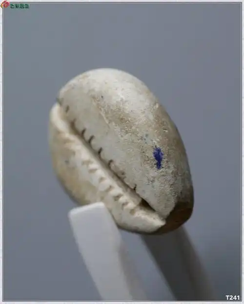 03夏家店下层文化遗物鸡骨白玉贝一些