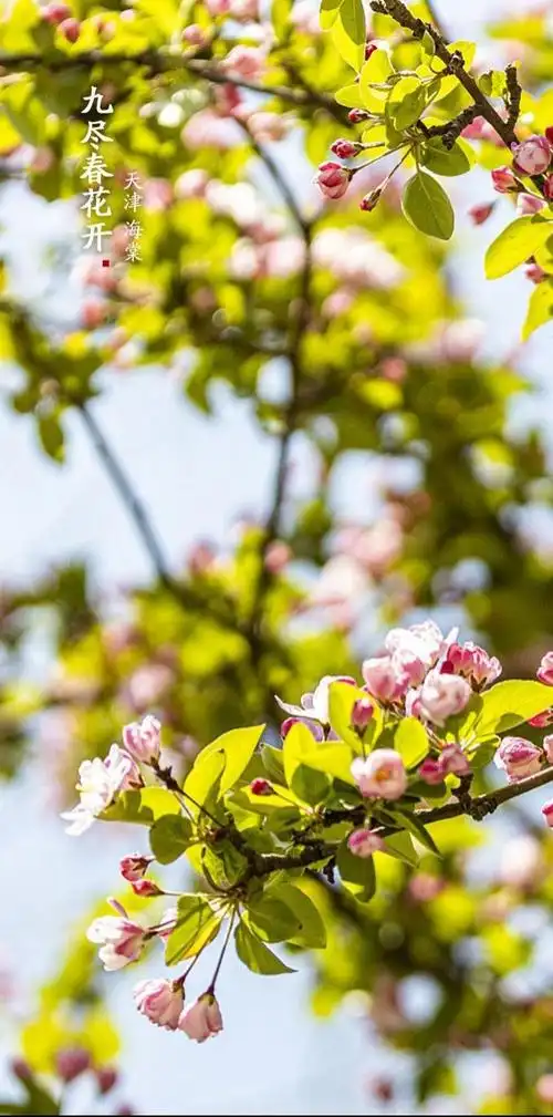 走进春天的唯美背景图