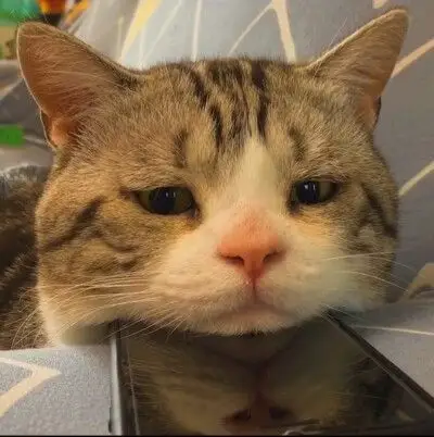 忧伤的猫咪表情包