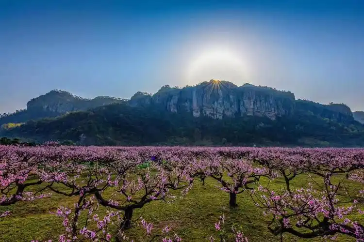 十里铁甲龙"的美景,后岸桃花节也成为天台旅游一张靓丽的名片