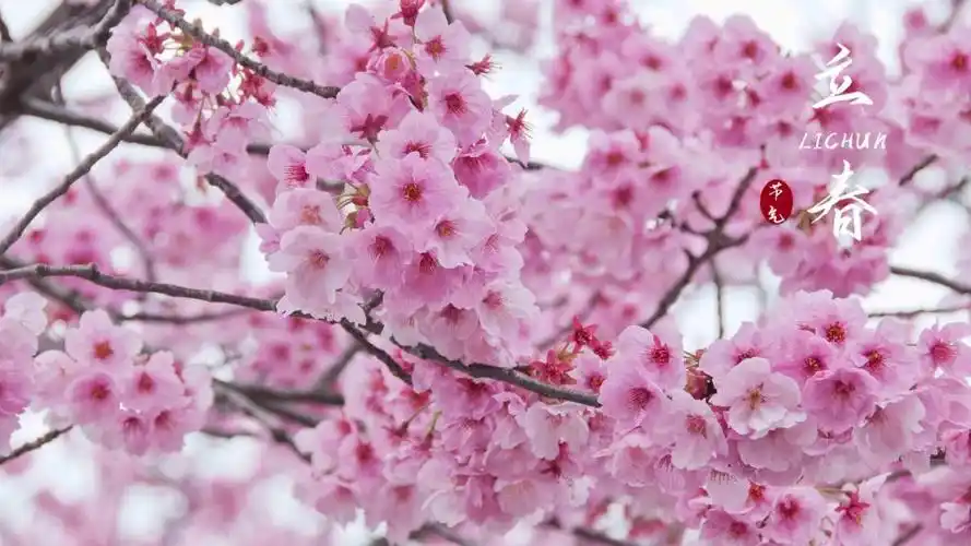 2021立春节气唯美樱花配图,高清图片,节日壁纸-回车桌面