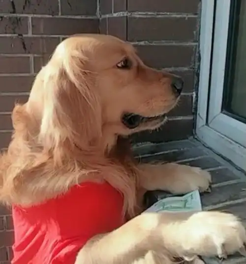 朋友们,你家狗狗也会这样叼着钱自己买东西吗?